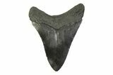 Fossil Megalodon Tooth - South Carolina #341389-1